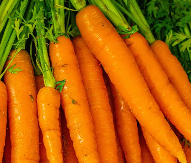 Close-up Picture of Carrots